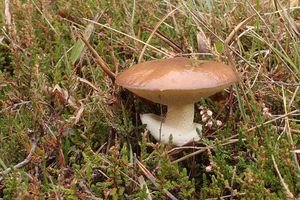 Klikni pro velký obrázek