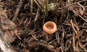 Klikni pro velký obrázek