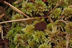Hlízenka brusinková - Monilinia urnula (Weinm.) Whetzel