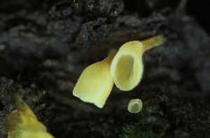 Číšoveček žlutý - Calyptella campanula (Nees) W.B. Cooke
