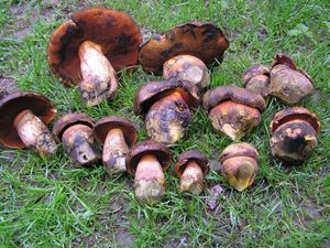 Klikni pro velký obrázek