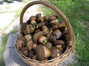 Klikni pro velký obrázek