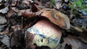 Klikni pro velký obrázek