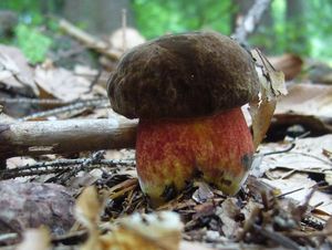 Klikni pro velký obrázek