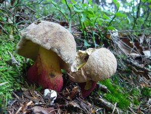 Klikni pro velký obrázek