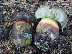 Klikni pro velký obrázek