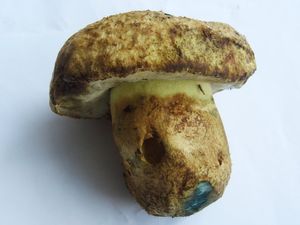 Klikni pro velký obrázek