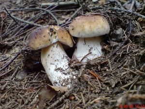 Klikni pro velký obrázek