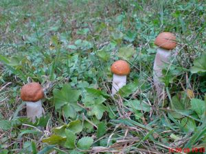 Klikni pro velký obrázek