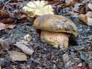 Klikni pro velký obrázek