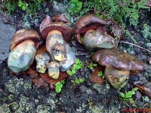 Klikni pro velký obrázek