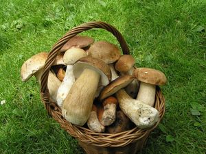 Klikni pro velký obrázek