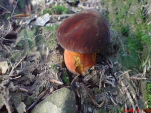 Klikni pro velký obrázek