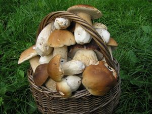 Klikni pro velký obrázek