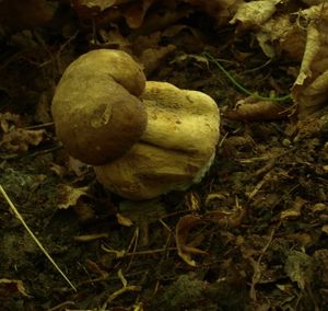 Klikni pro velký obrázek