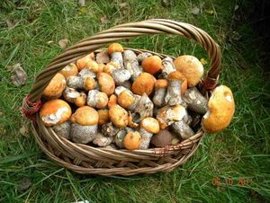 Klikni pro velký obrázek