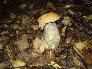 Klikni pro velký obrázek