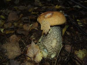 Klikni pro velký obrázek