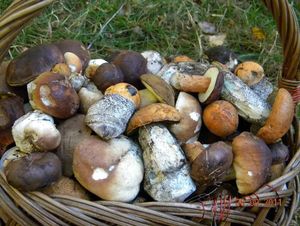 Klikni pro velký obrázek