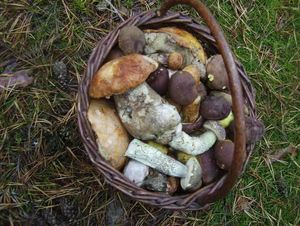 Klikni pro velký obrázek