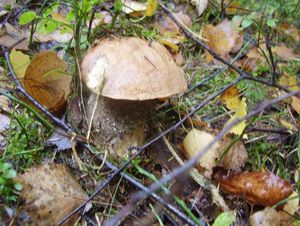 Klikni pro velký obrázek