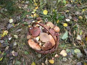 Klikni pro velký obrázek