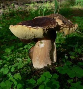 Klikni pro velký obrázek