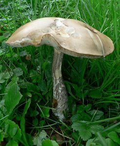 Klikni pro velký obrázek