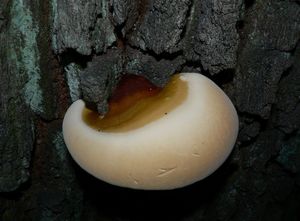 Lesklokorka pryskyřičnatá - Ganoderma resinaceum Boud.