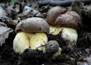 Klikni pro velký obrázek