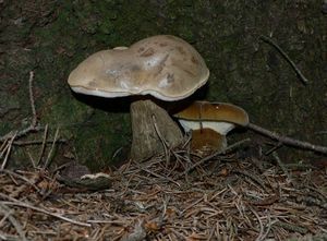 Klikni pro velký obrázek