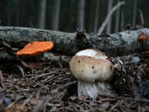 Klikni pro velký obrázek