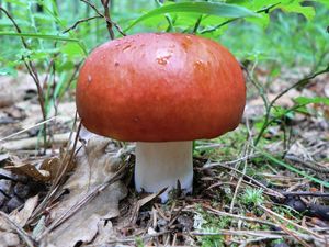 Klikni pro velký obrázek