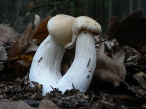 Klikni pro velký obrázek