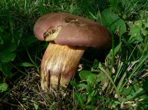 Klikni pro velký obrázek