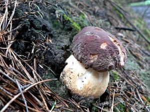 Klikni pro velký obrázek