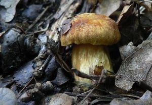 Klikni pro velký obrázek