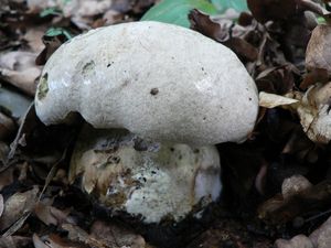 Klikni pro velký obrázek