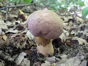 Klikni pro velký obrázek