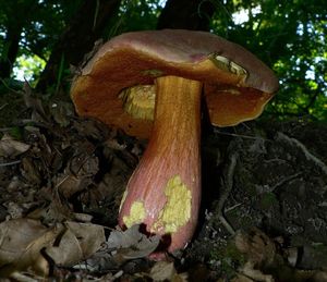 Klikni pro velký obrázek