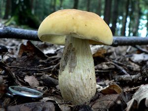 Klikni pro velký obrázek