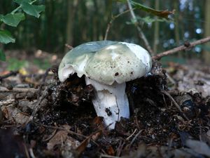 Klikni pro velký obrázek