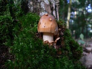 Klikni pro velký obrázek