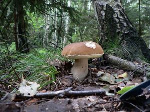 Klikni pro velký obrázek