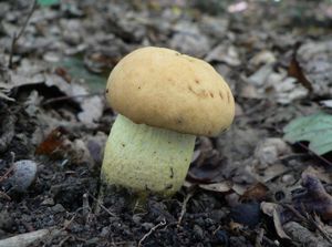 Klikni pro velký obrázek