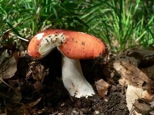 Klikni pro velký obrázek