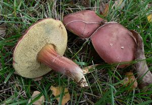 Klikni pro velký obrázek