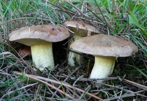 Klikni pro velký obrázek