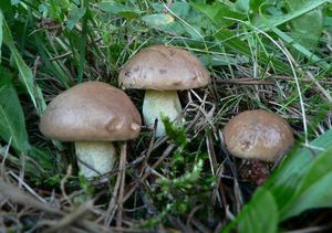 Klikni pro velký obrázek