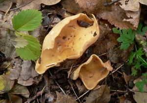 Klikni pro velký obrázek